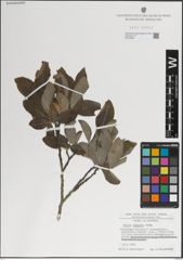 Foto von Salix laggeri Wimm.